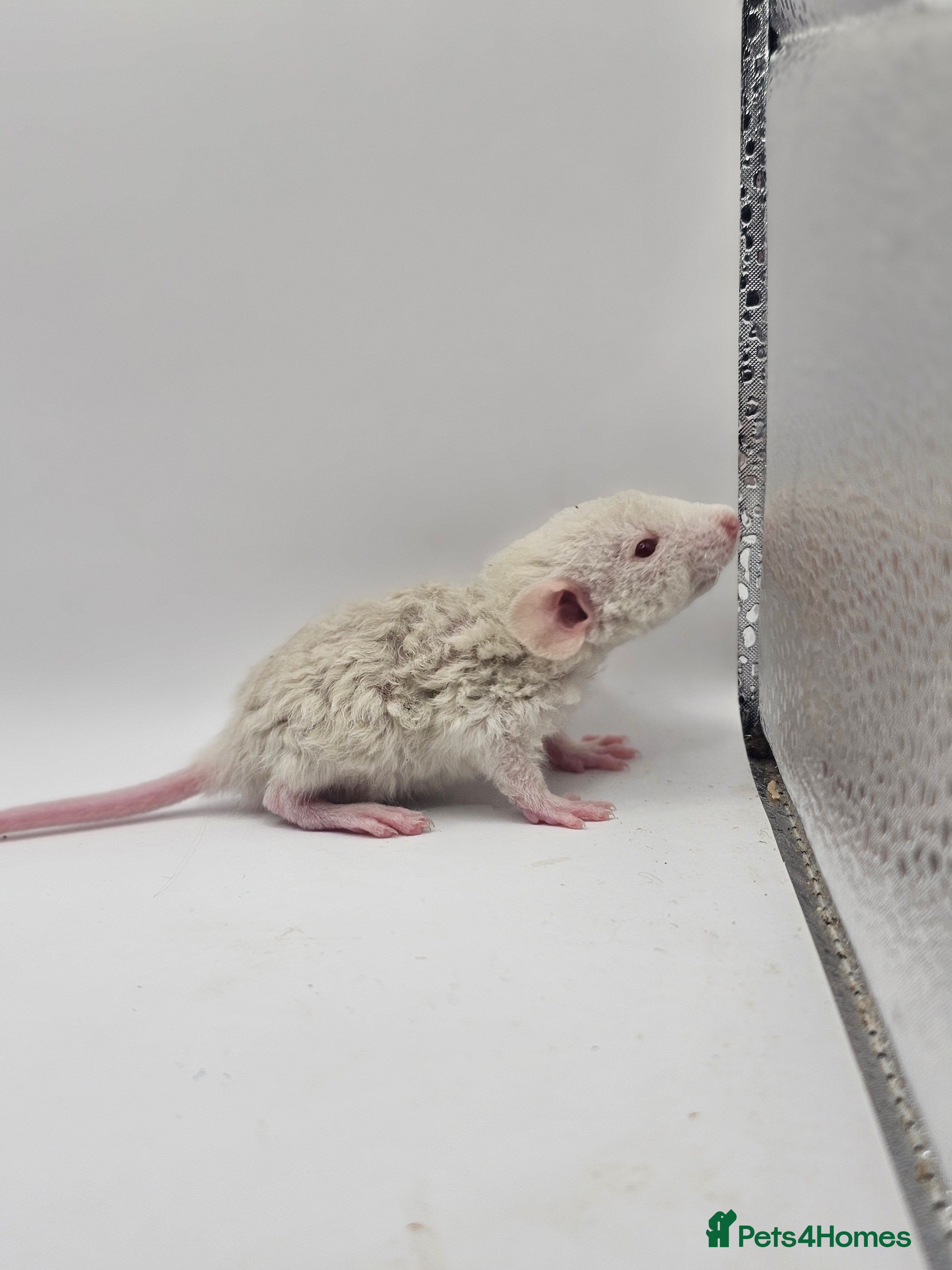 Rat rodents Rex, Double Rex & Smooth Dumbo Baby Rats - Advert 11