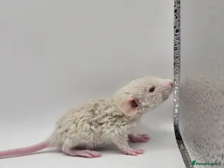 Rat rodents Rex, Double Rex & Smooth Dumbo Baby Rats - Advert 11