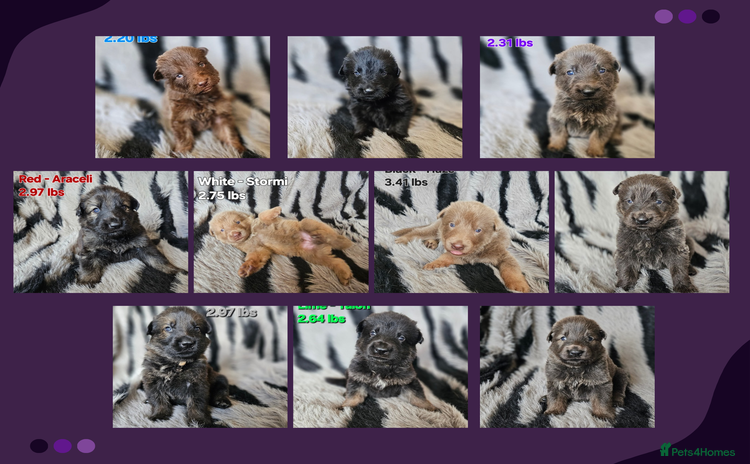 German Shepherd dogs - Advert 1