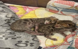 Bengal cats for sale: TICA registered Bengal girls. - Image 7