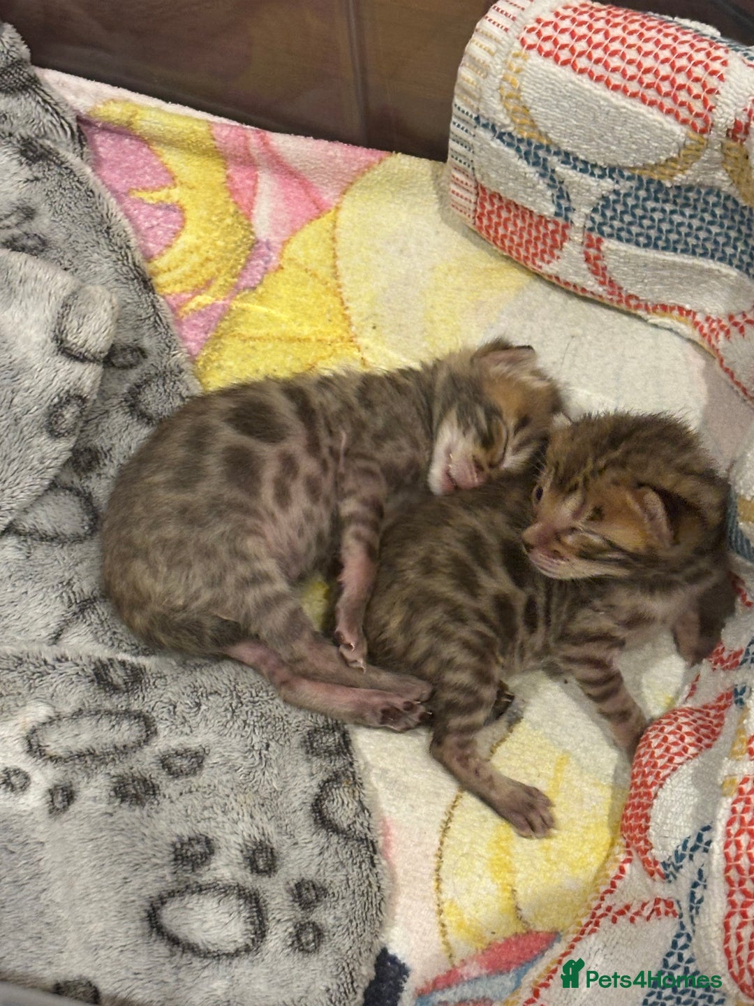 Bengal cats for sale: TICA registered Bengal girls. - Image 7