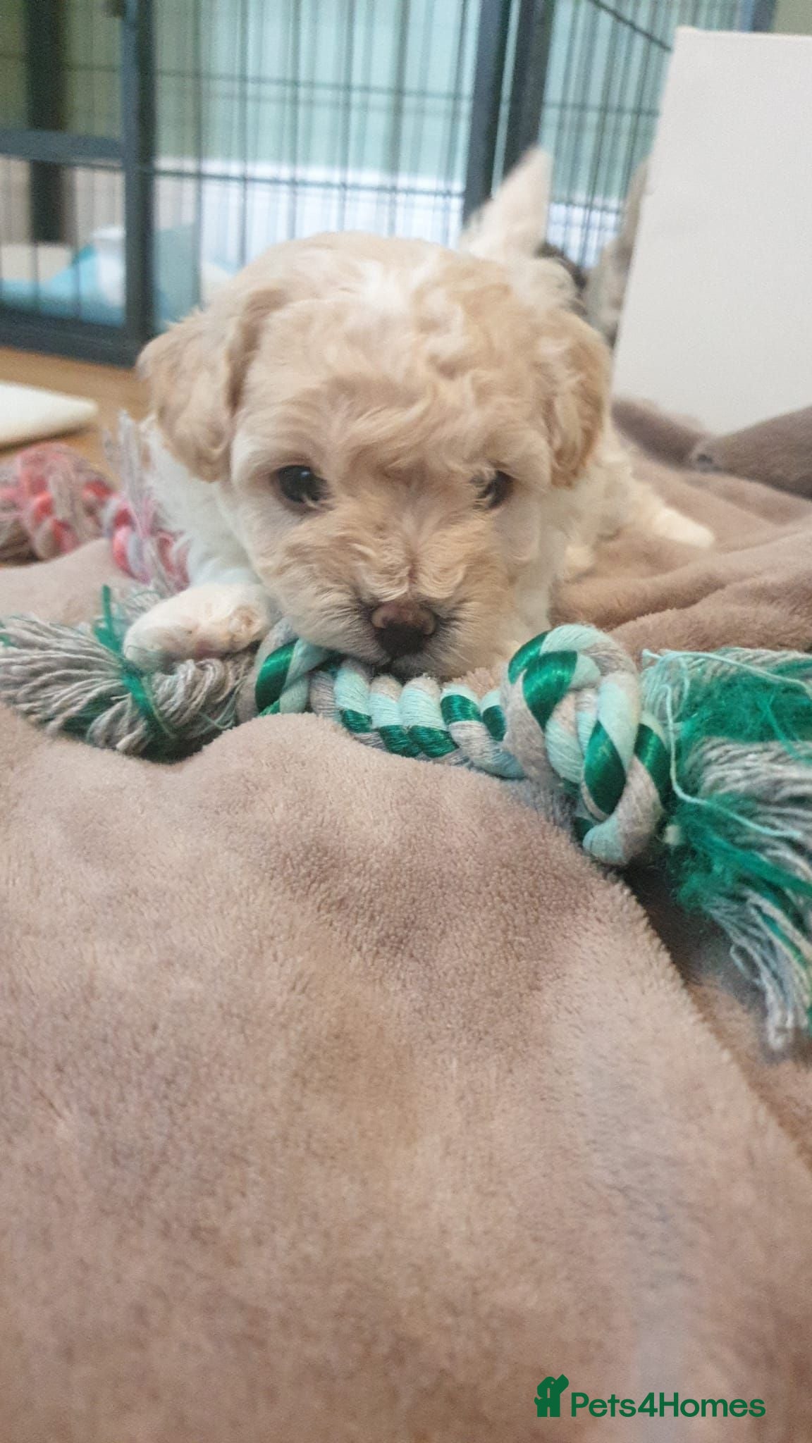 Maltipoo dogs Maltipoo puppies  - Advert 10