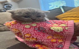 British Shorthair cats for sale: British short hair kittens  - Image 9