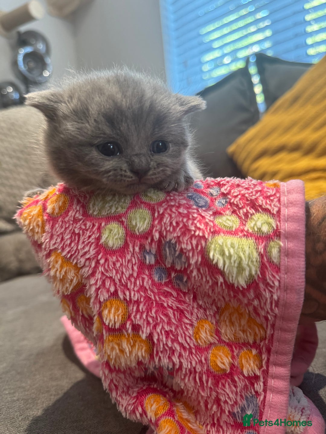 British Shorthair cats for sale: British short hair kittens  - Image 9