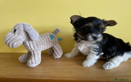 Yorkshire Terrier dogs for sale: York puppies for sale - Image 35