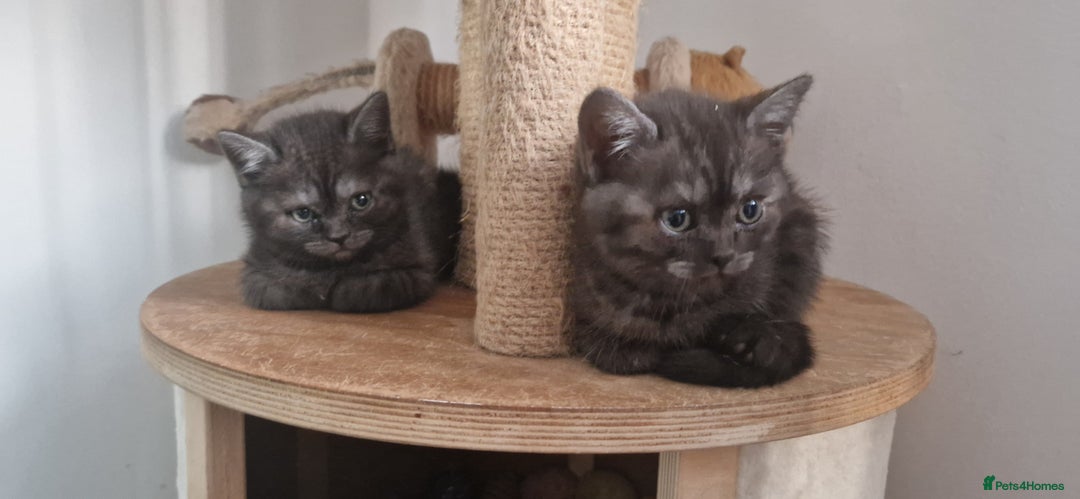 British Shorthair cats for sale: 4 British Shorthair !!! 2 kittens left !!! - Image 21