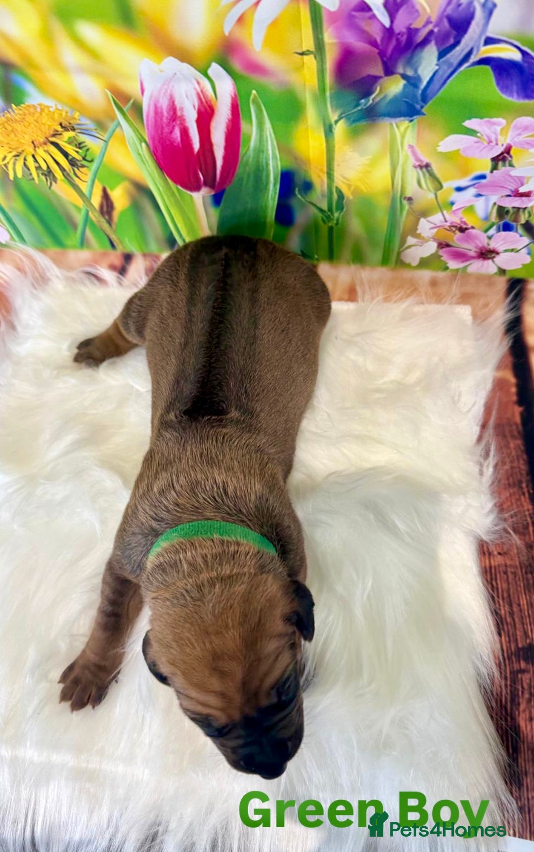 Rhodesian Ridgeback dogs for sale: Outstanding Rhodesian Ridgeback Puppies 🦁 - Image 6