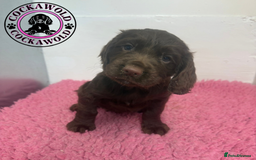Cocker Spaniel dogs for sale: KC Reg Working Cocker Spaniel Puppies  - Image 5