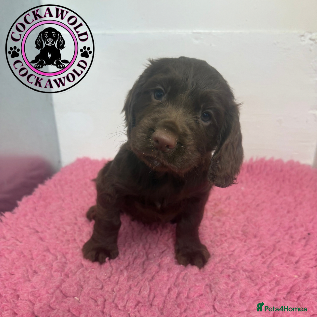 Cocker Spaniel dogs for sale: KC Reg Working Cocker Spaniel Puppies  - Image 5