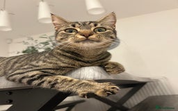 Mixed Breed cats for sale: Cute fluffy kittens  - Image 4