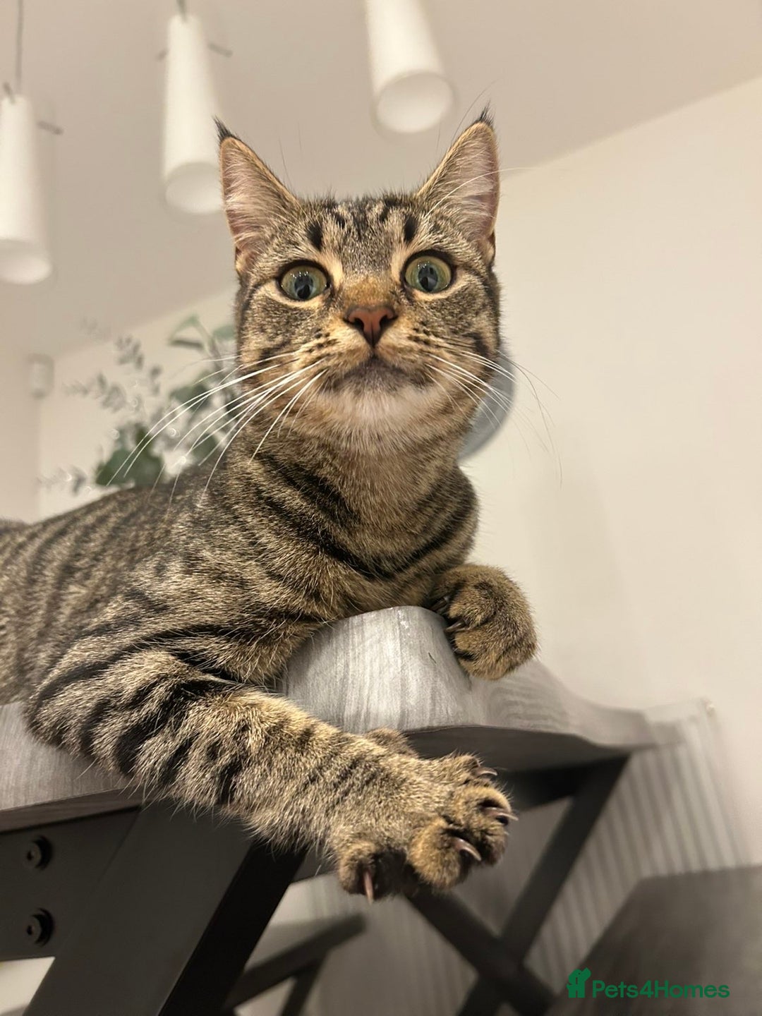 Mixed Breed cats for sale: Cute fluffy kittens  - Image 4