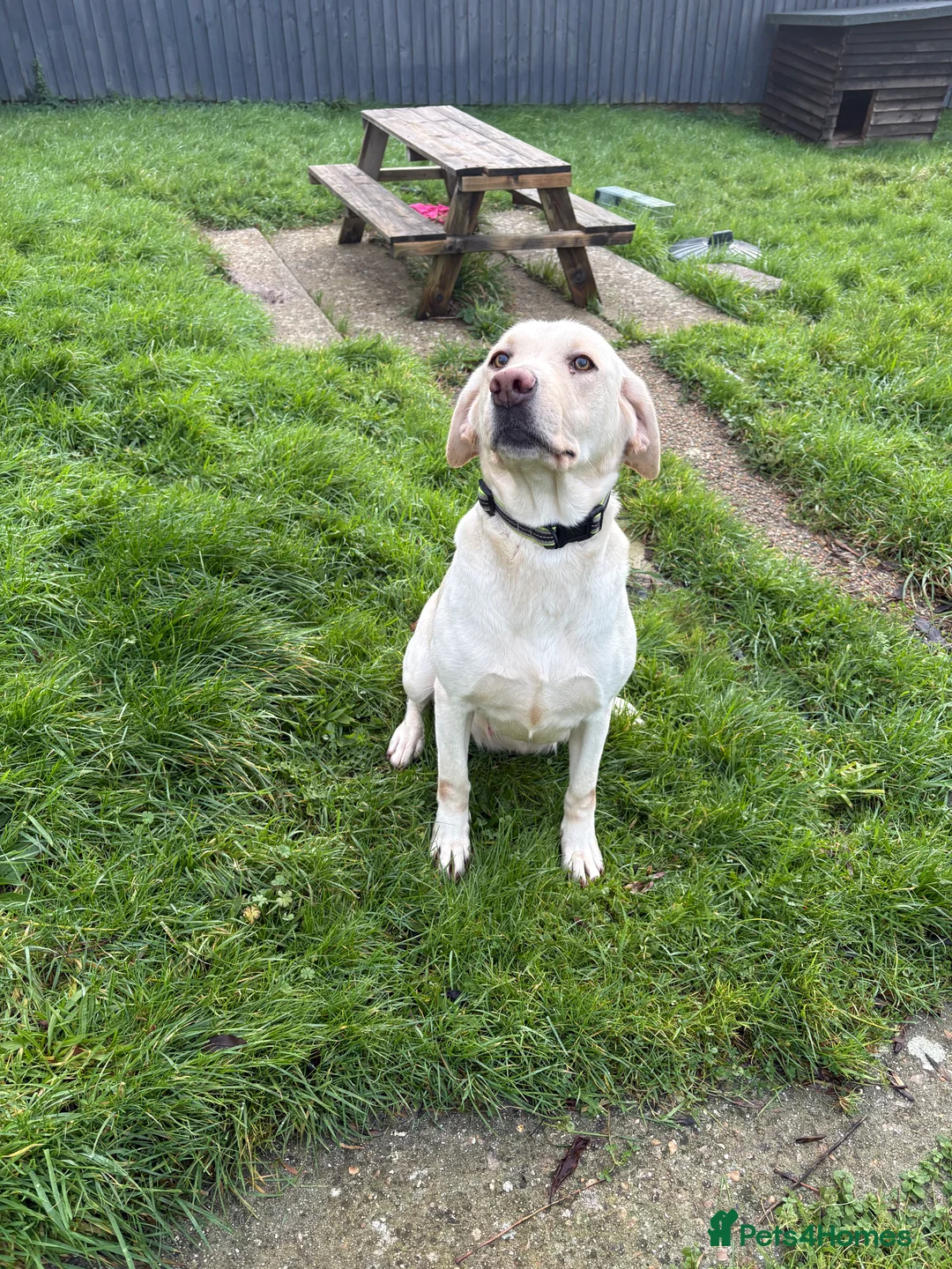 Labrador Retriever dogs for sale: Kc registered Labrador puppies - Advert 8