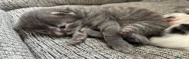 Mixed Breed 2 Bluey