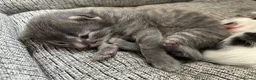 Mixed Breed cats for sale: 2 Beautiful and healthy kittens for sale  in Bath - Advert 8