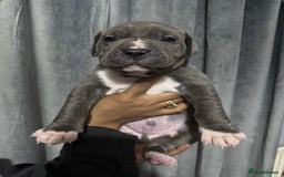 Mixed Breed dogs for sale: Cane Corso x Great Dane pups !! 7 available !! - Image 3