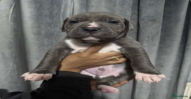 Mixed Breed dogs - Advert 2