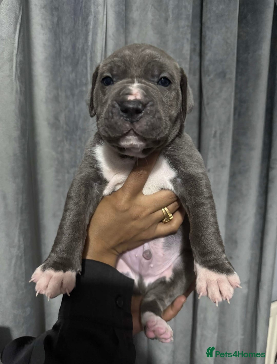 Mixed Breed dogs for sale: Cane Corso x Great Dane pups !! 7 available !! - Image 3
