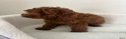 Cavapoo dogs for sale: Stunning health checked Cavapoo puppies  - Advert 16
