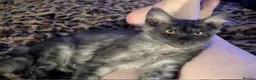 Maine Coon cats for sale: Beautiful wolf looking Maine coon girl  - Advert 6