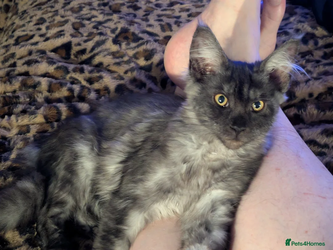 Maine Coon cats for sale: Beautiful wolf looking Maine coon girl  - Advert 6