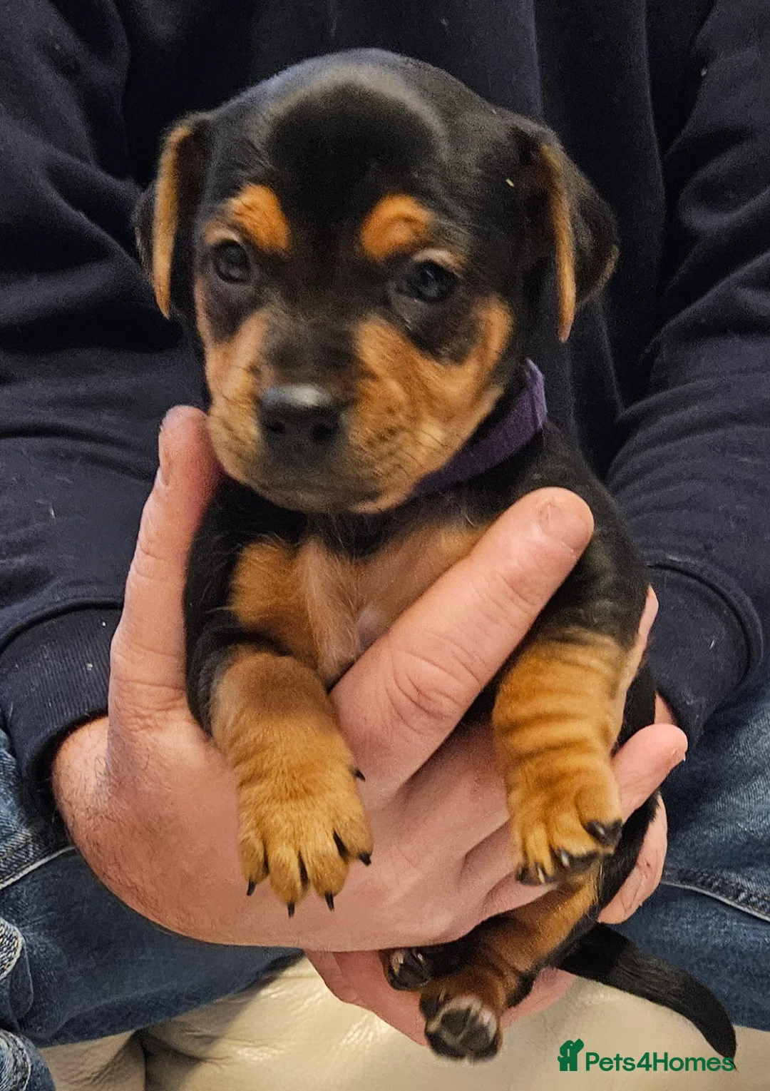 Jack Russell dogs for sale: Gorgeous Jack Russell pups ready to reserve - Advert 12