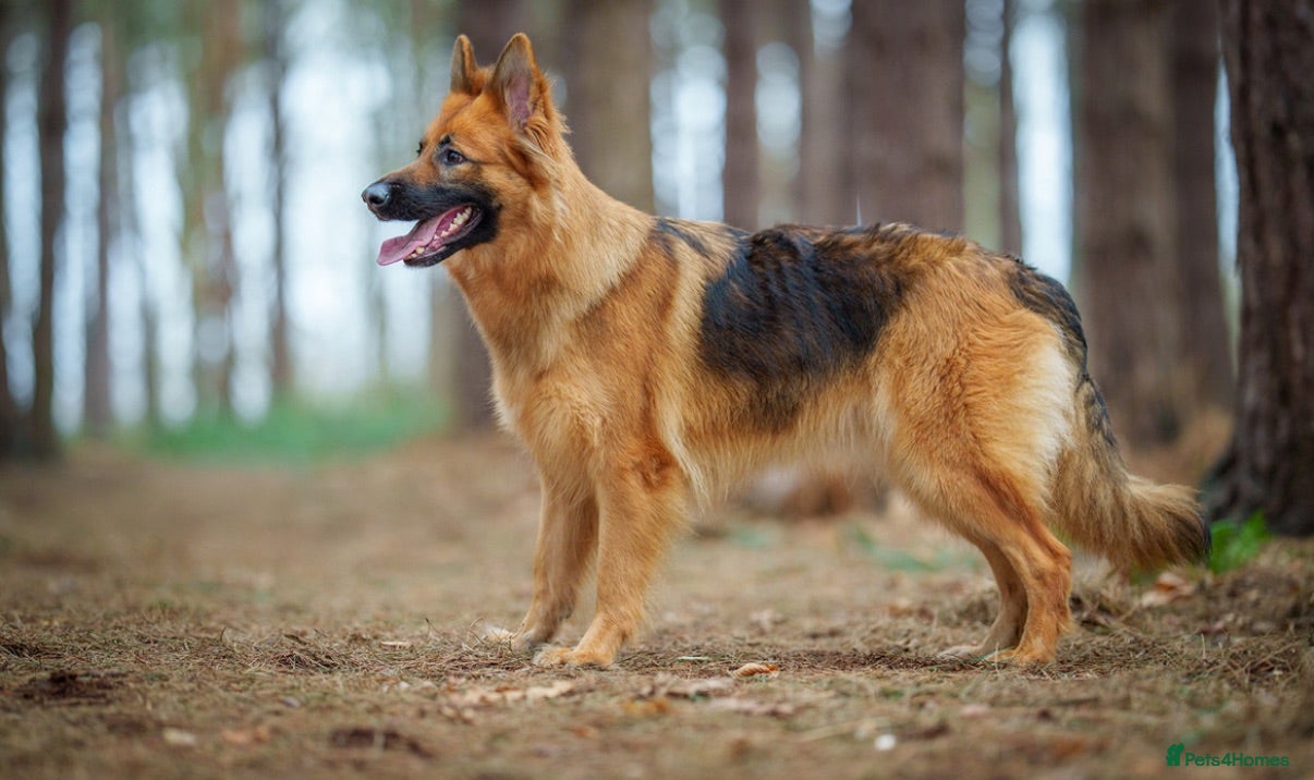 German Shepherd dogs Stunning health tested german shepherds  - Advert 2