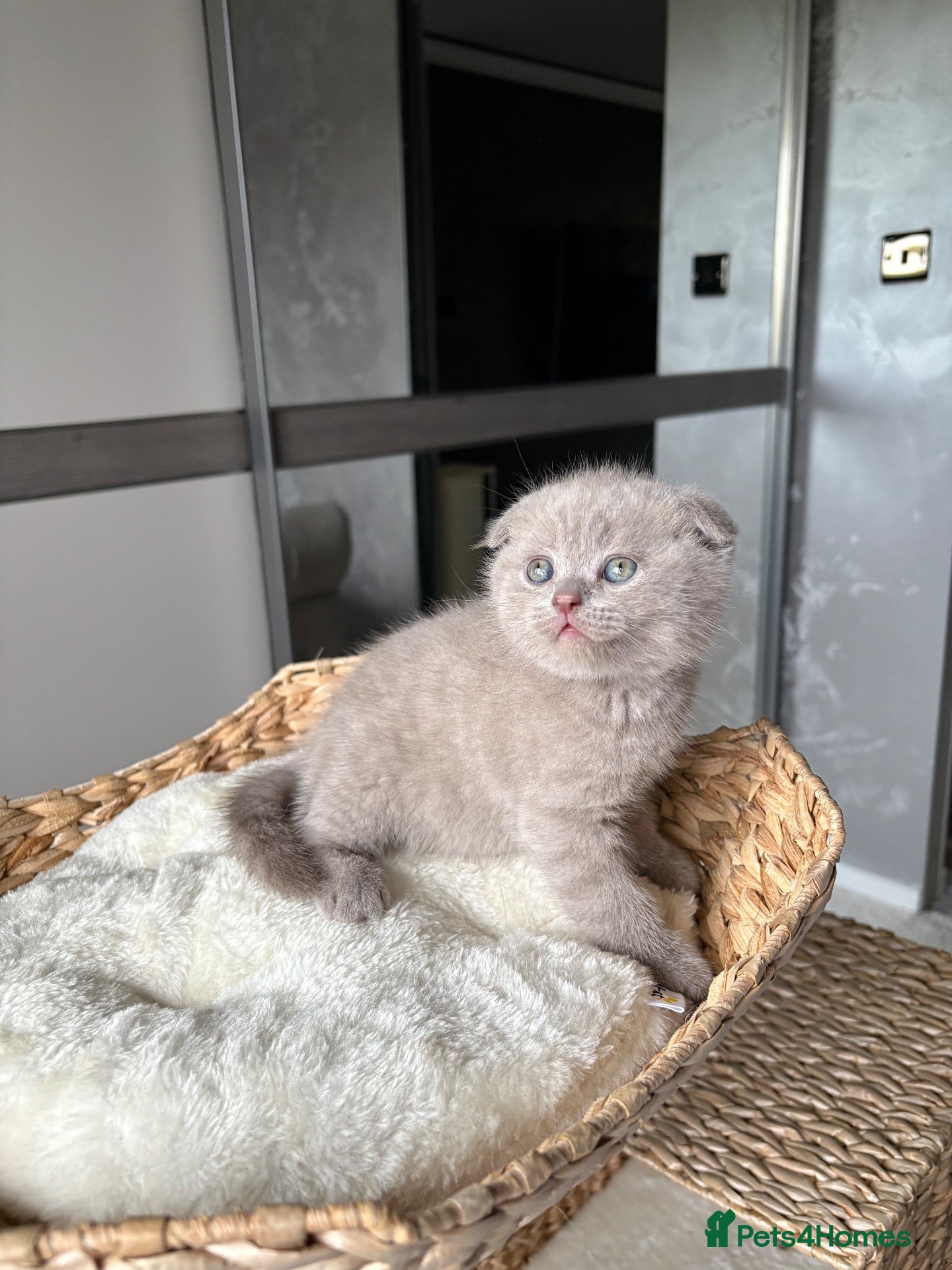 Scottish Fold cats for sale: Lats 4 Beautifully Scottish Fold/Straight kittens - Advert 1