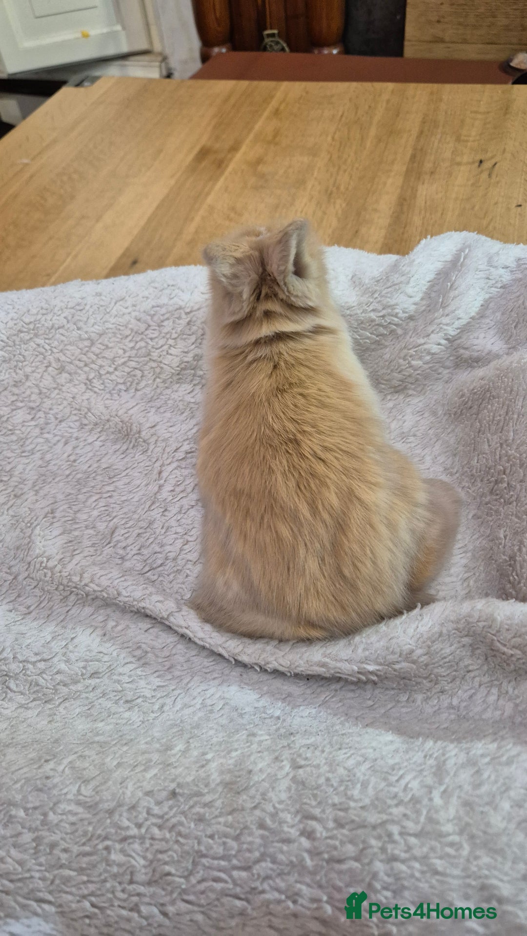 Angora rabbits for sale: Gorgeous Angora Rabbits,  Full (Maxi) faced - Advert 5