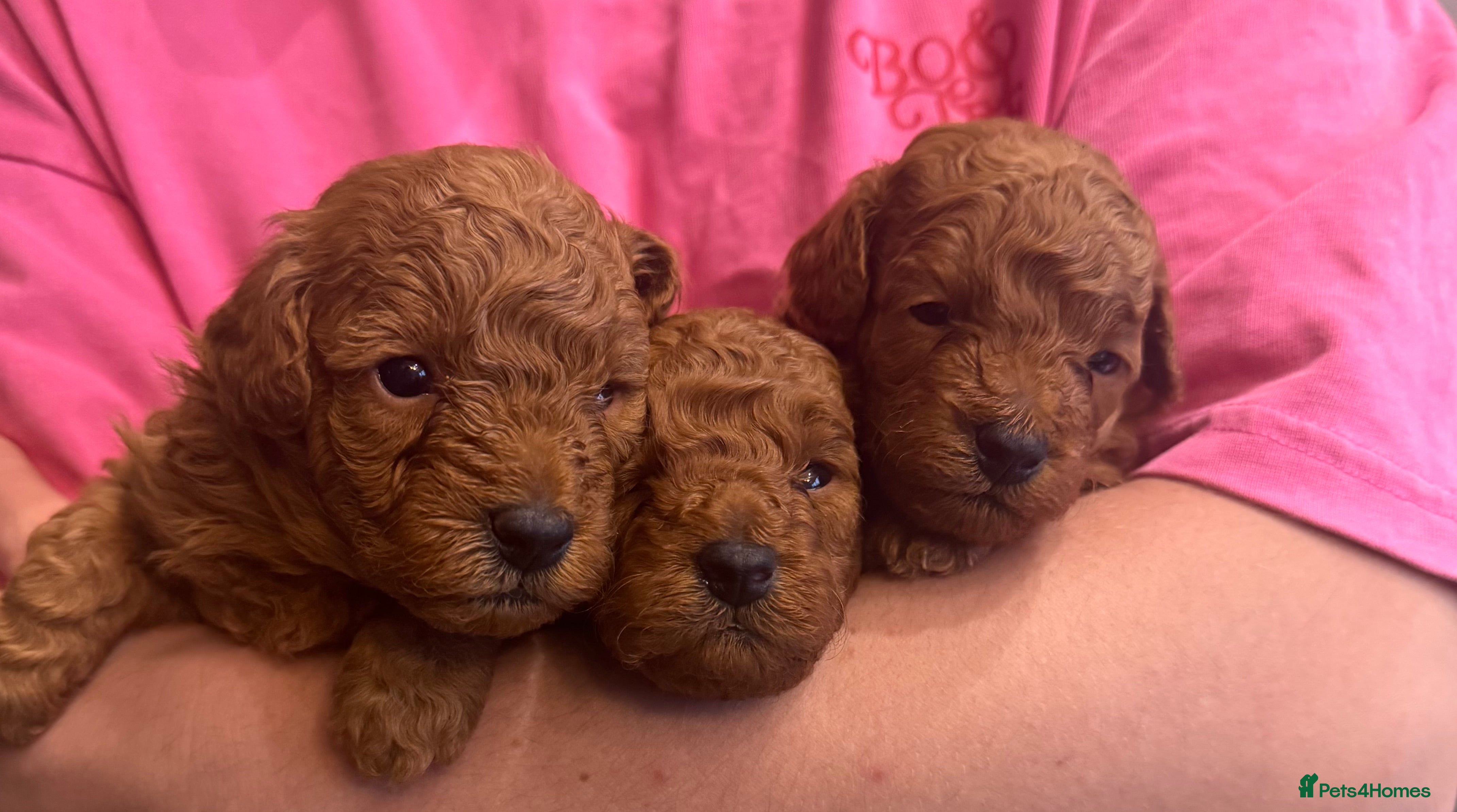 Maltipoo dogs 🐶 Adorable Red Maltipoo Puppies Available 🐶 - Advert 2
