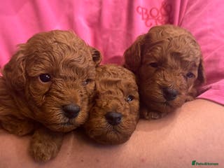 Maltipoo dogs 🐶 Adorable Red Maltipoo Puppies Available 🐶 - Advert 2