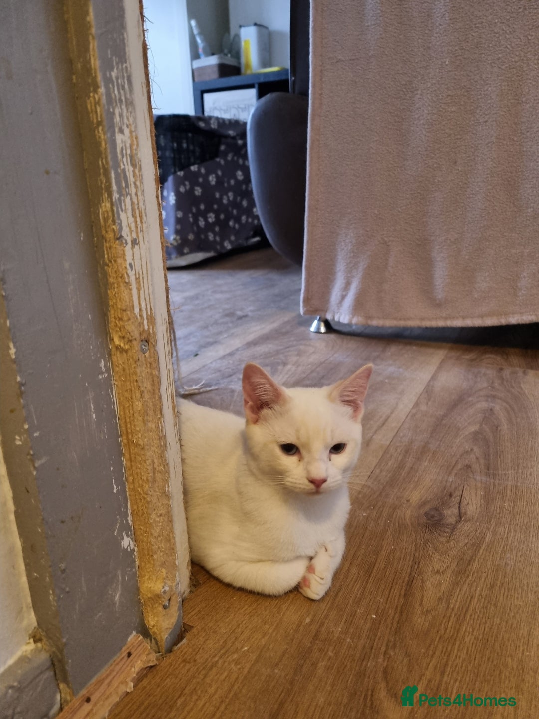 Siamese cats for sale: Flame point siamese  - Advert 7