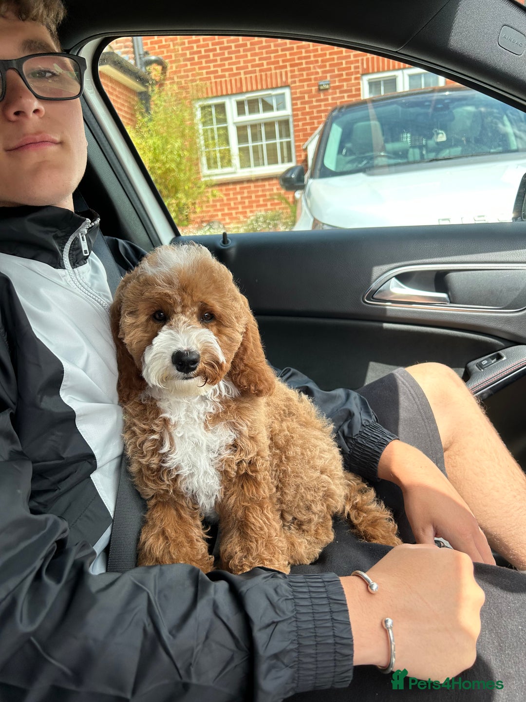 Cavapoo dogs for sale: 5 month old Trained stunning Cavapoo  - Image 5