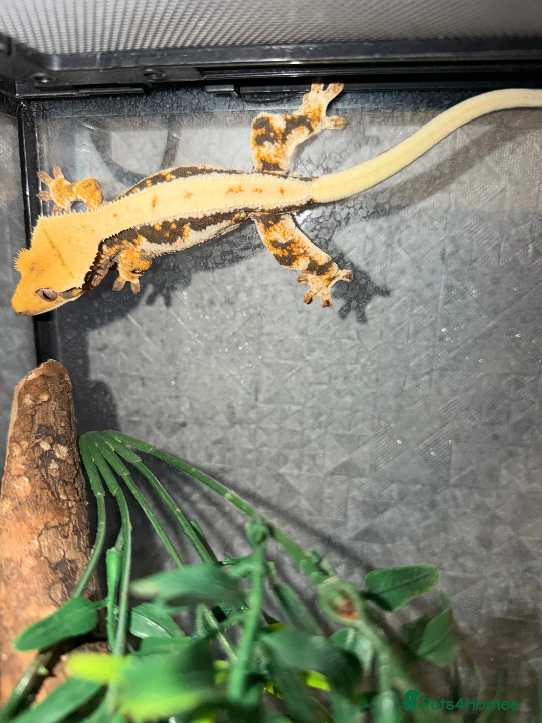 Gecko reptiles for sale: Crested geckos & full set up  - Advert 1