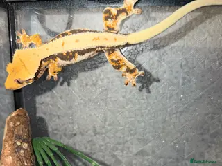 Gecko reptiles Crested geckos & full set up - Advert 16