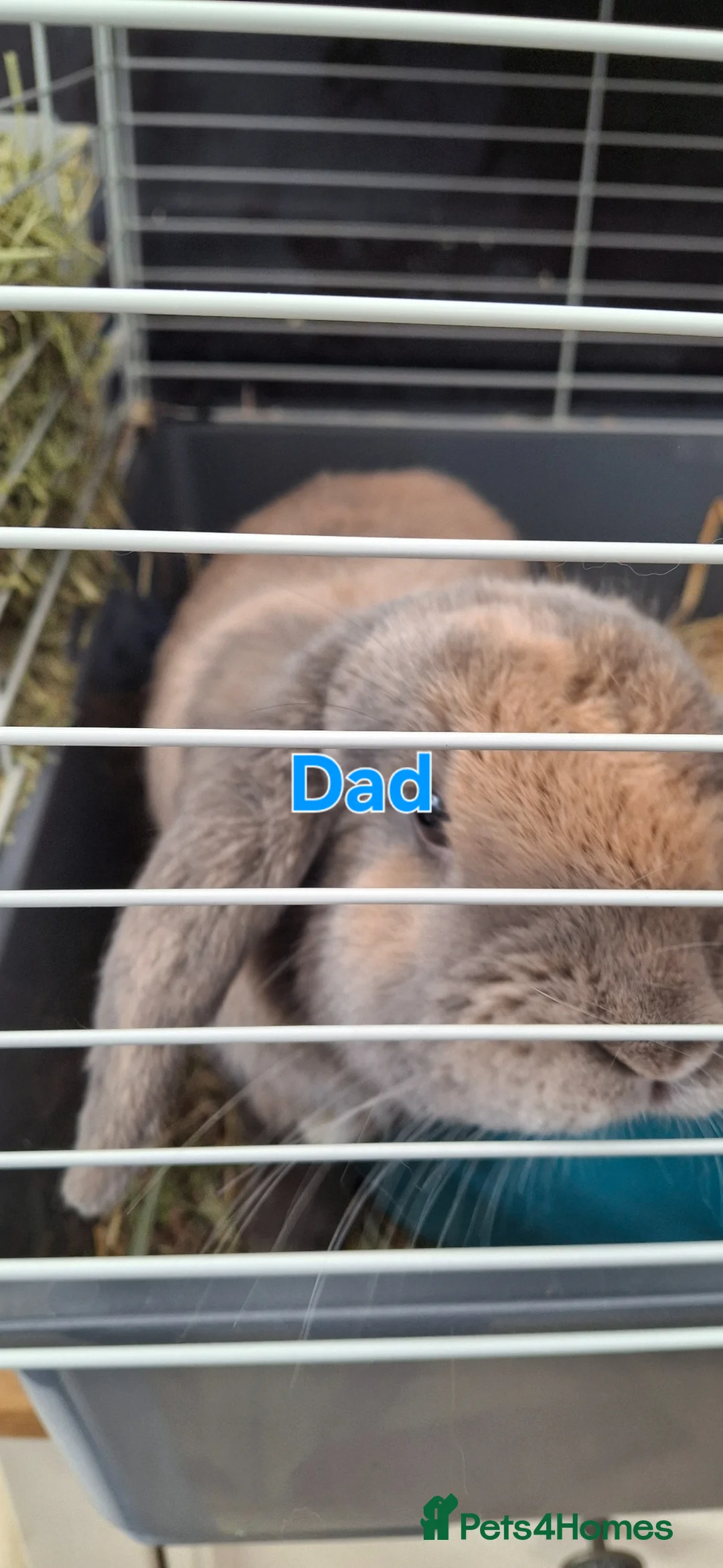 Mixed Breed rabbits for sale: Bunnies ready for new homes - Advert 2