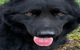 German Shepherd dogs for stud: Old-fashioned type German Shephed Stud Boy  - Image 8