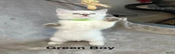 Ragdoll cats for sale: 😻Pure Ragdoll Kittens looking for loving home ❤️ - Advert 28