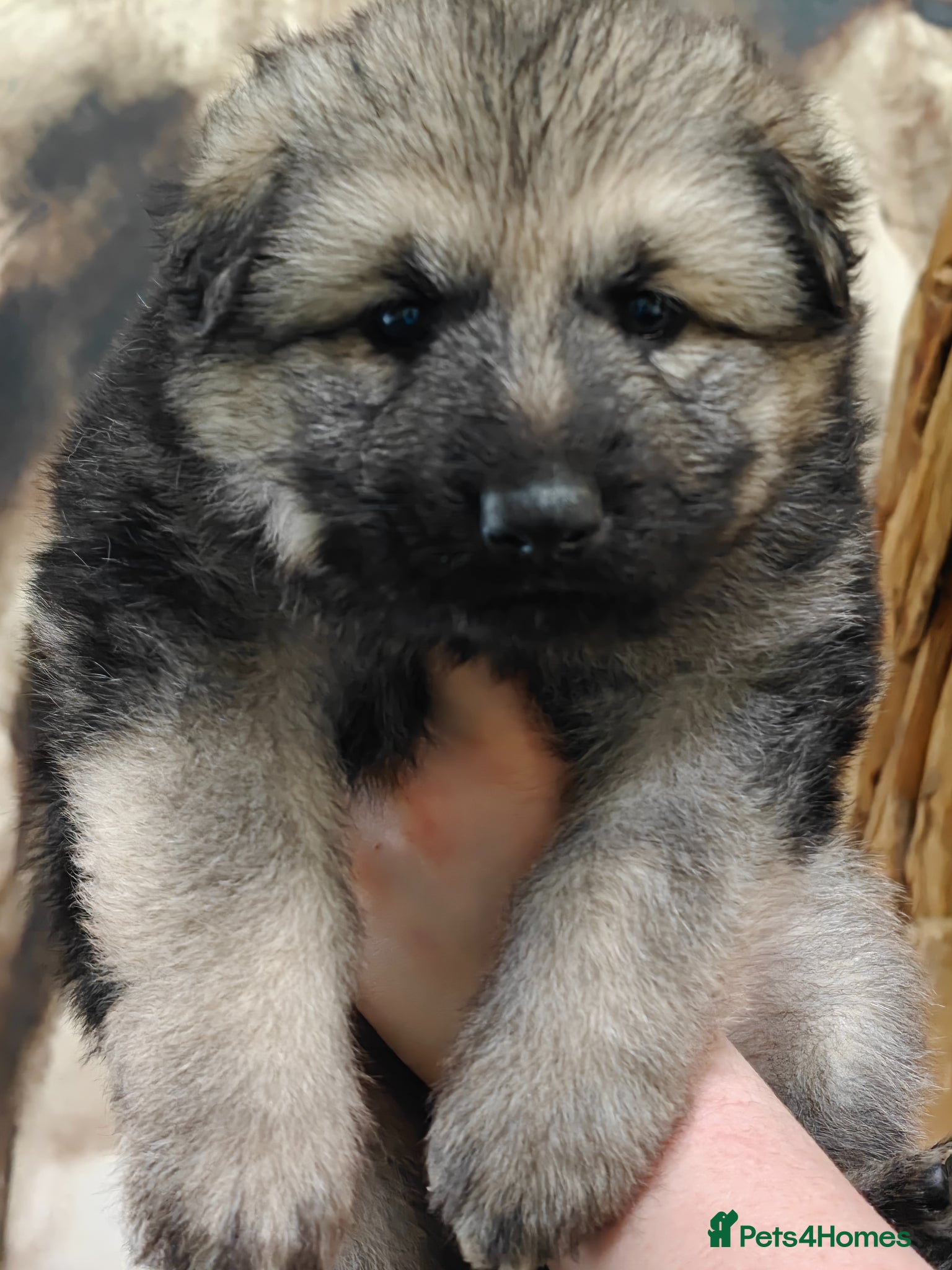 German Shepherd dogs Long coated GSD pups  - Advert 1