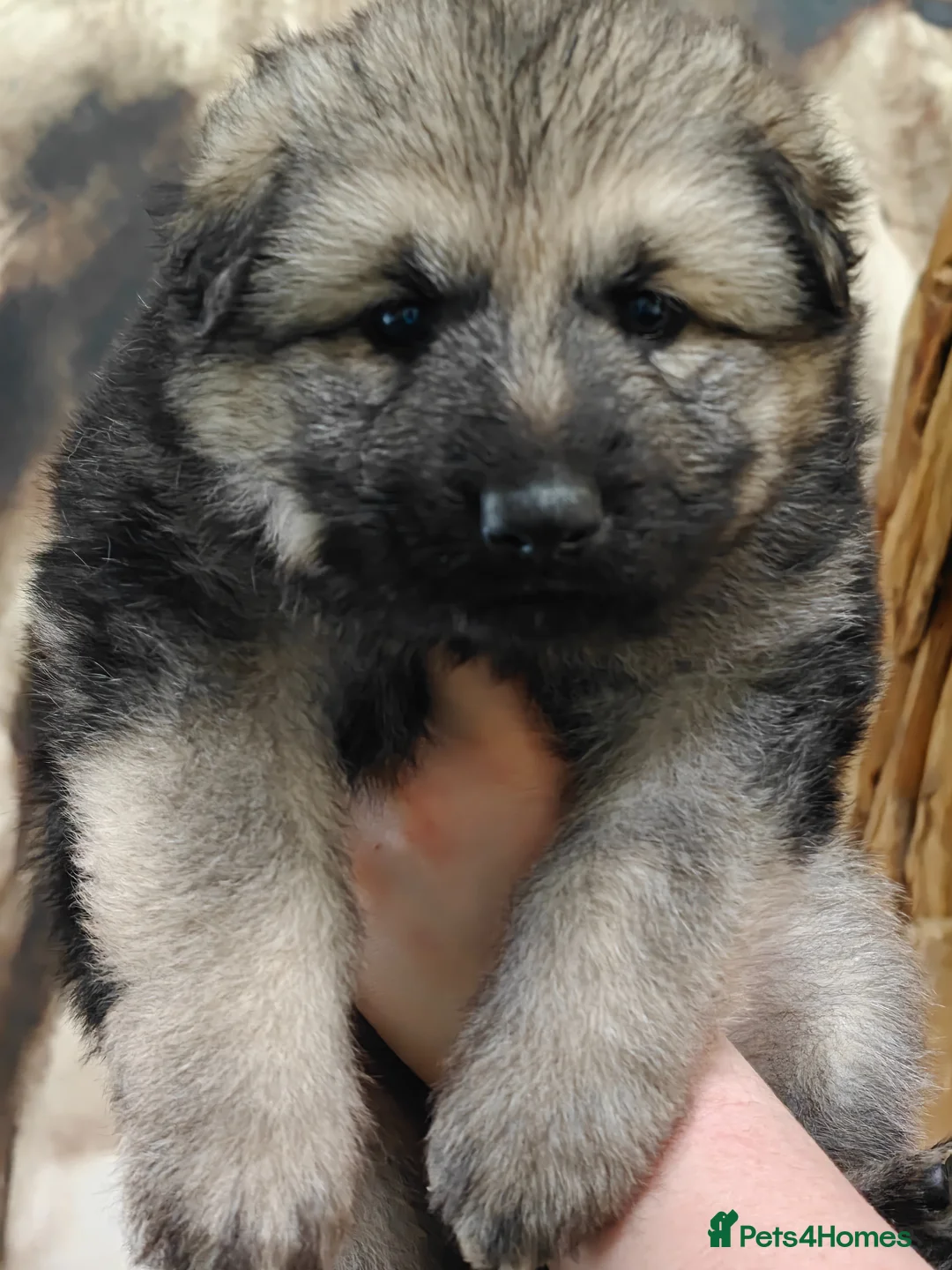 German Shepherd dogs for sale: Long coated GSD pups  - Advert 1