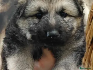 German Shepherd dogs Long coated GSD pups - Advert 7