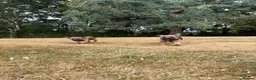 Border Terrier dogs for sale: KC Border Terriers  in Doncaster - Advert 12