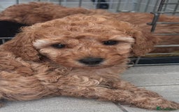 Miniature Poodle dogs for sale: Miniature poodle - Image 10