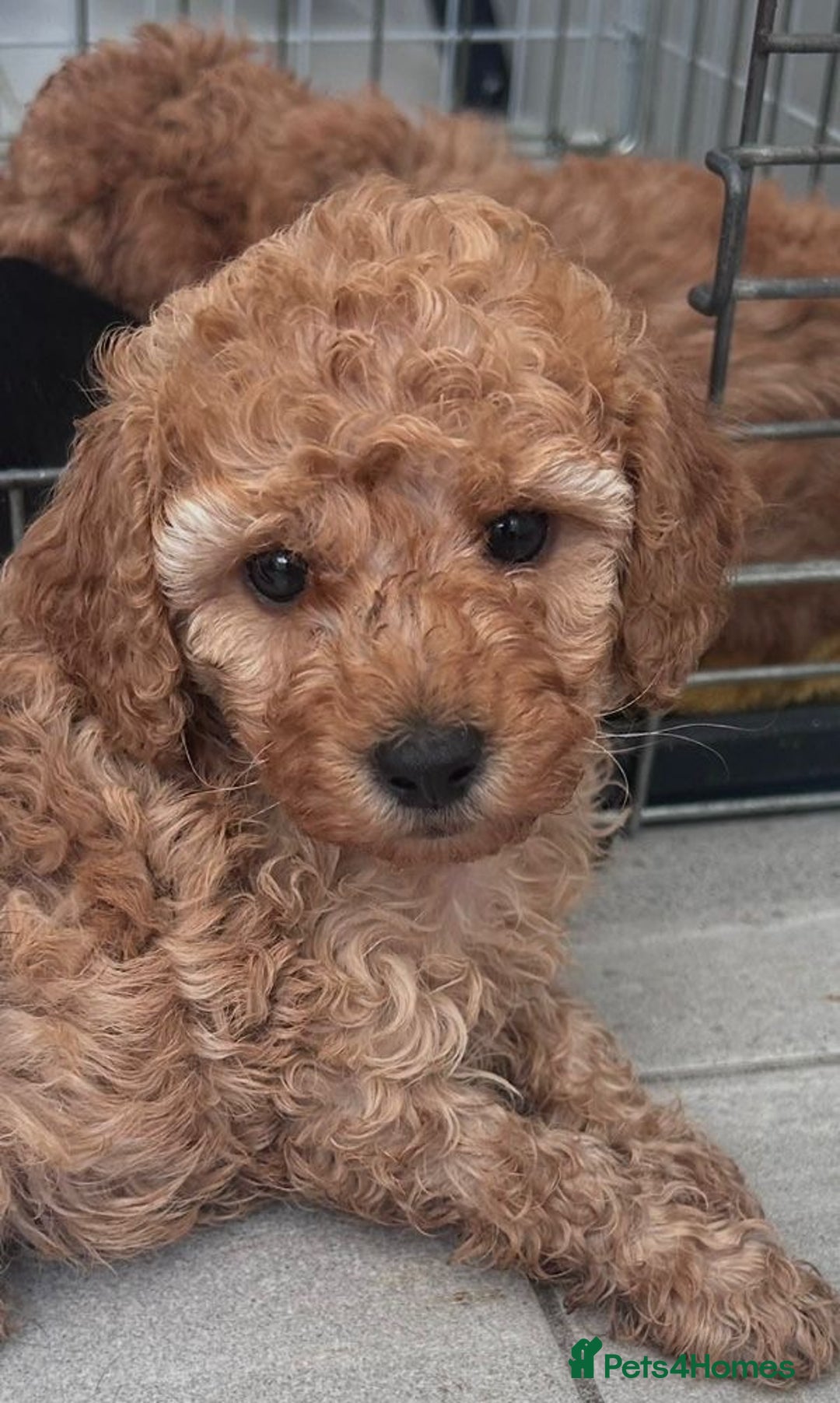 Miniature Poodle dogs for sale: Miniature poodle - Image 10