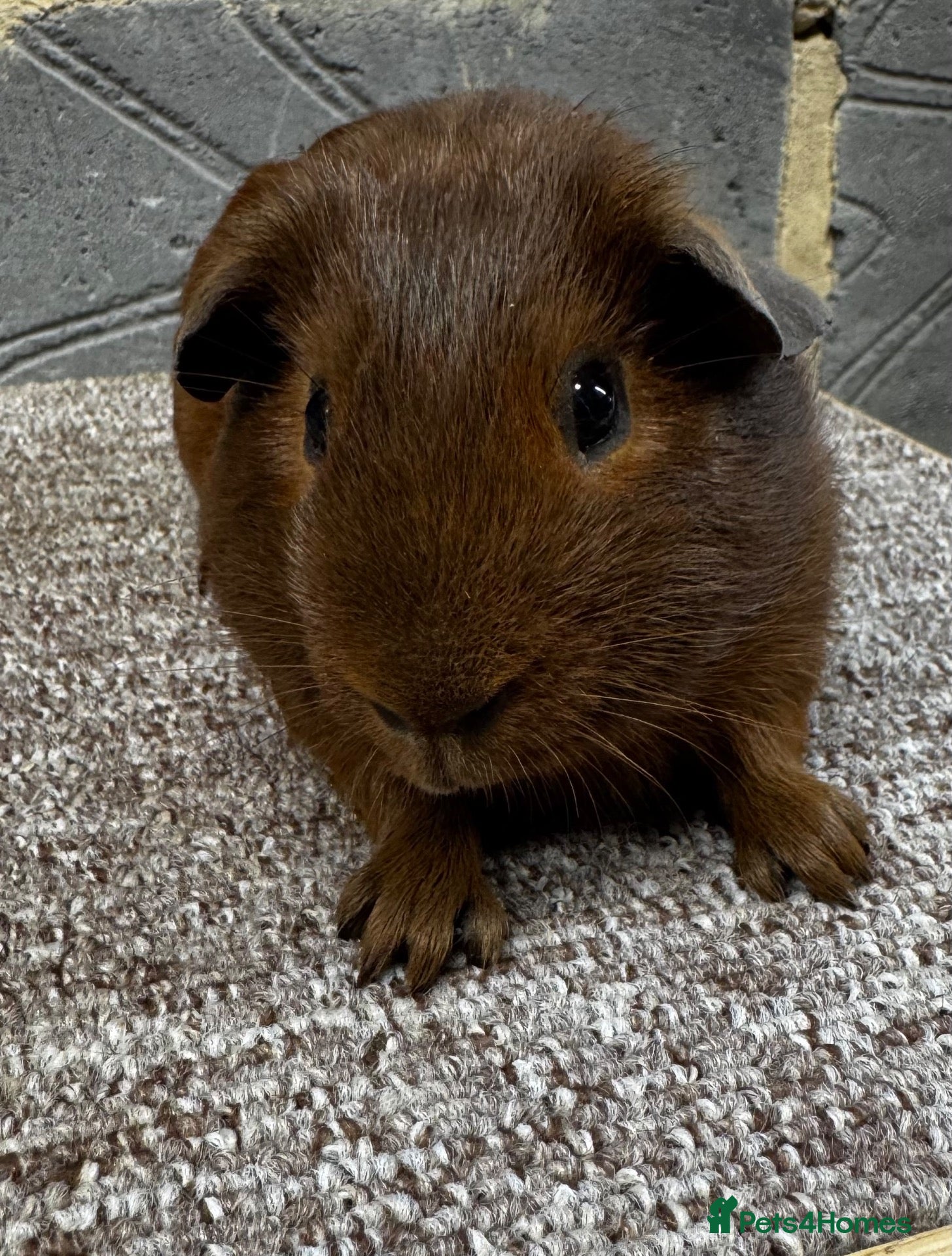 Guinea Pig rodents Baby male & female guinea pigs for sale  - Advert 1