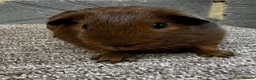 Guinea Pig rodents for sale: Baby male & female guinea pigs for sale  - Advert 1