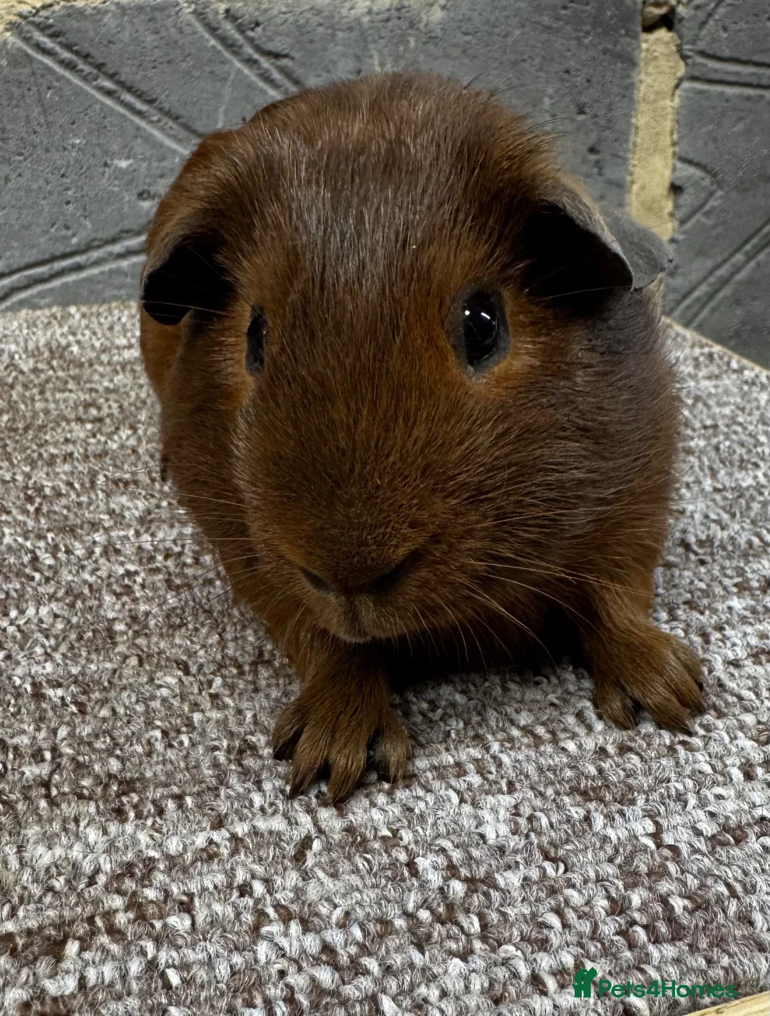 Guinea Pig rodents for sale: Baby male & female guinea pigs for sale  - Advert 1