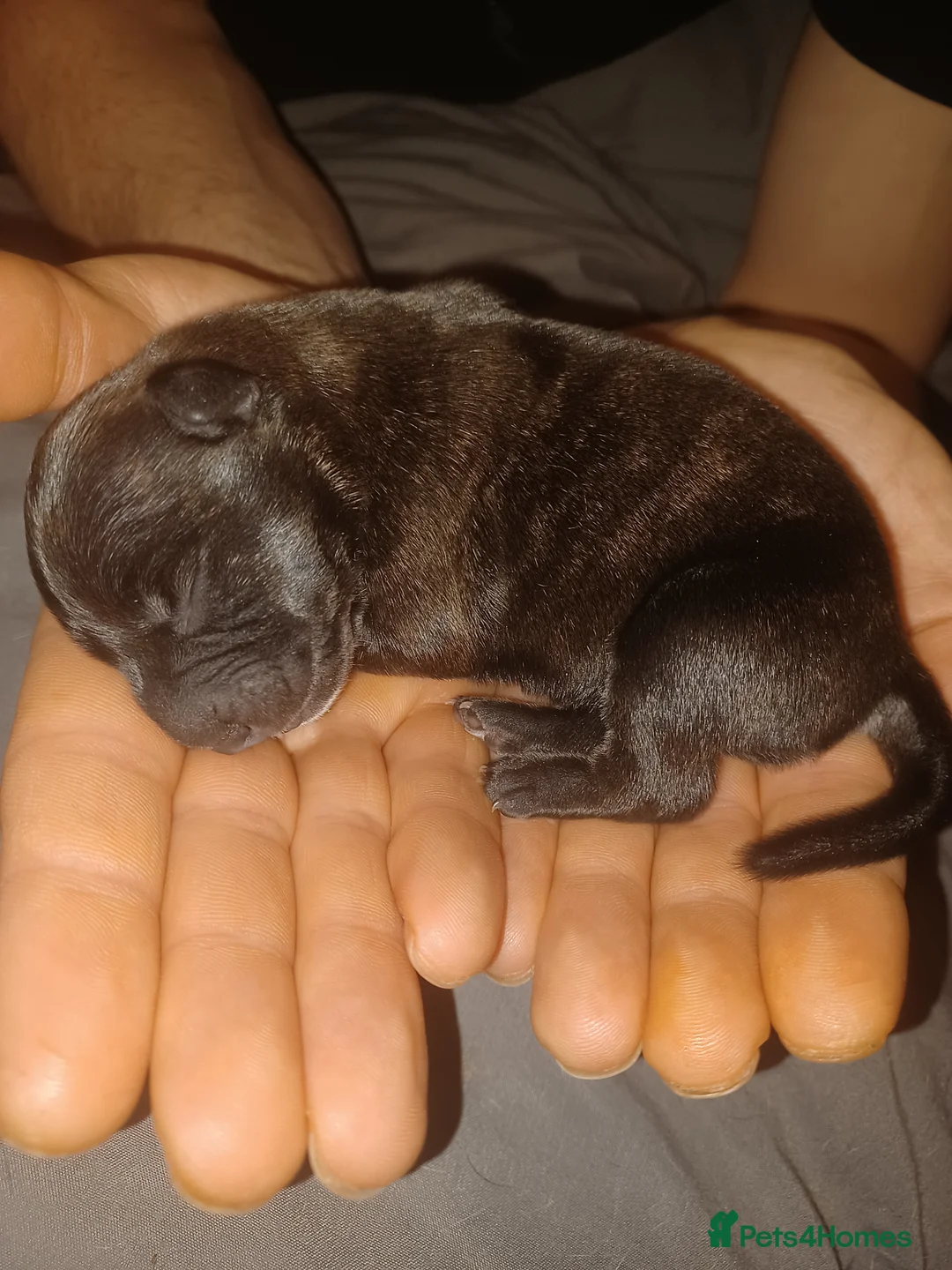 Mixed Breed dogs for sale: Bear coat Shar pei x Staffordshire pups - Advert 10