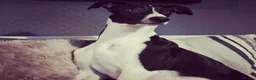 Mixed Breed dogs for stud: Stud dog in Stoke-on-Trent - Advert 6