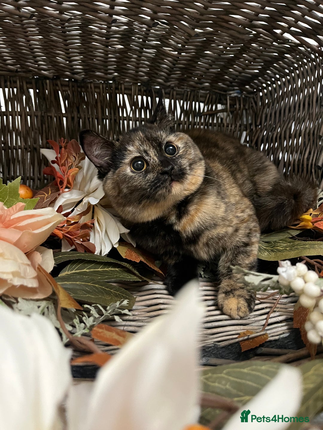 British Shorthair cats for sale: REDUCED Two tortoise shell kittens 5 month old  - Image 1