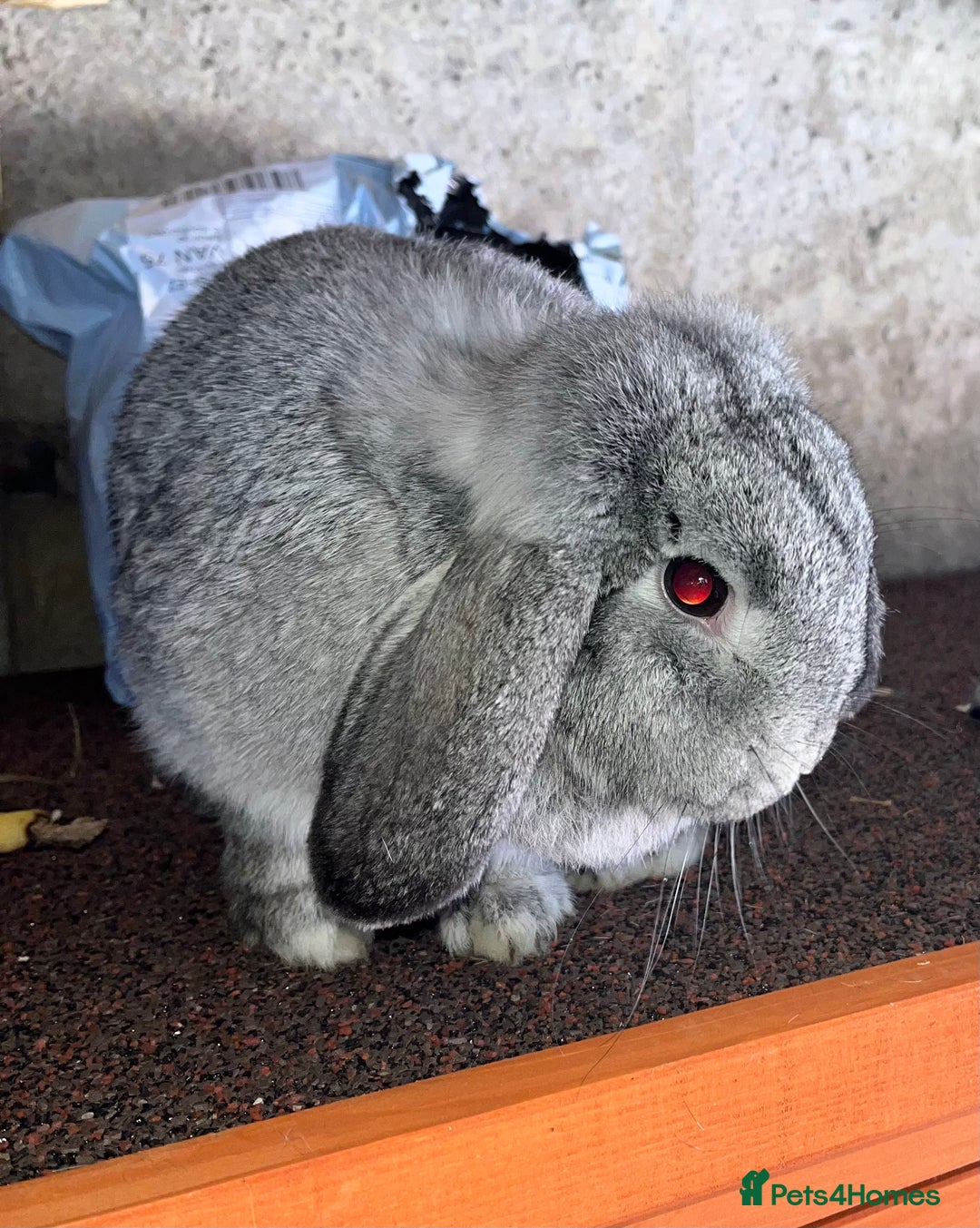 Mini Lop rabbits for sale: 2 retired breeding does - Image 4